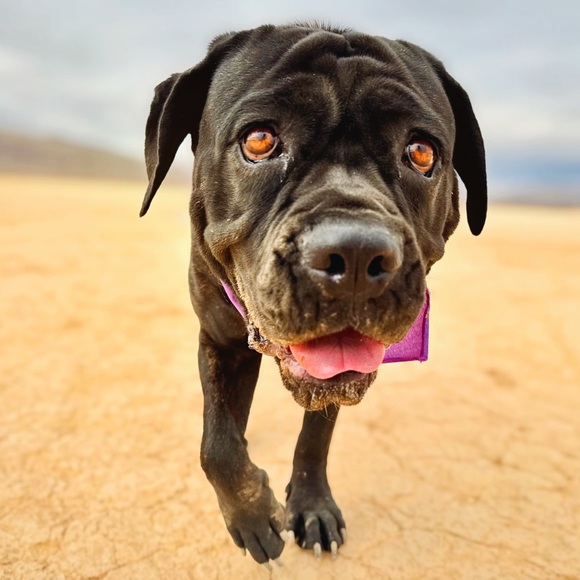 Meet your Posher, Tracie - Picture 12 of 14